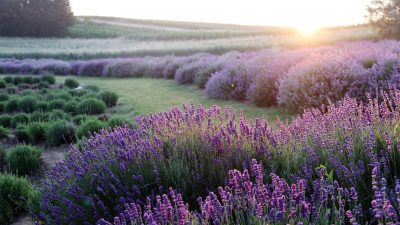Lavendel – seine heilsame beruhigende Wirkung