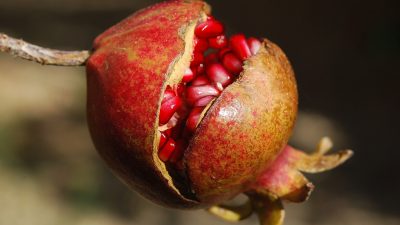 Granatapfel – stärkt Gefäße und Immunsytem