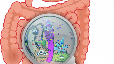 Der Darm – wichtige Grundlage für Gesundheit und Immunsystem