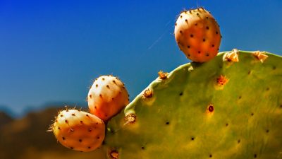 Cholesterin senken mit Kaktusfeigen